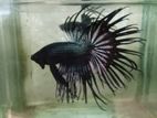 Fighter Fish