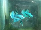 Fighter Fish