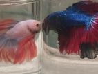 Fighter Fish