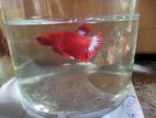 Fighter මසුන් [ Betta fish]