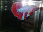 Fighters Fish