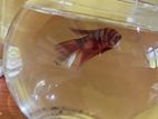 Betta Fish