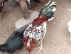 Brahma Rooster
