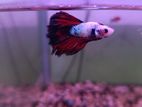Fighter Fish
