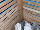 Pigeons