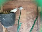 Finches Birds