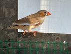 Finch Bird