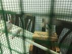 Finches Birds
