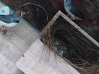 Finchas Breeding pair