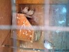Finches Birds