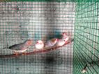 Finch Birds