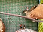 Finches Bird