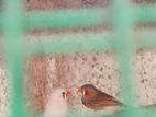 Finchers Birds