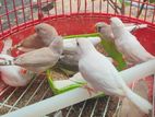 Finchers Birds