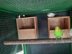 finchers breeding pair