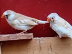 Finches Birds