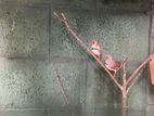 Finches