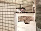 Finches Birds