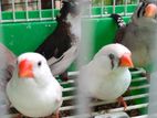 Finches Bird