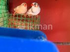 Finches Birds