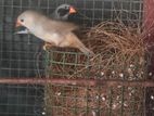 Finches Birds