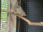 Finches Bird