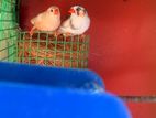 Finches Bird