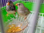 Finches Bird