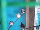 Finches Birds