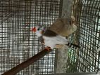 Finches Bird