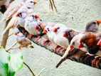 Finches Bird
