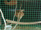 Finches Birds Breeding Pair
