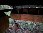 Birds Cage with Finches Brid Pair
