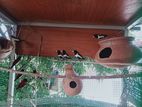 Finches Birds