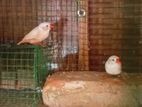 Finches Birds