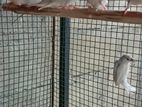 Finches Birds