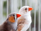 Finches Birds