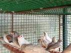 Finches Birds