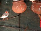 Finches Birds