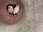 Finches Birds
