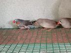 Finches Birds