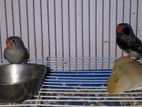 Finches Birds