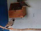 Finches Birds