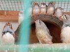 Finch Birds