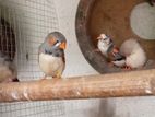 Finches Birds
