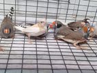 Finches Birds