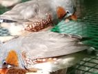 Finches Birds