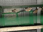 Finches birds