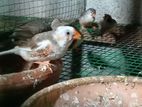 Finches Birds