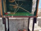 Finches Birds